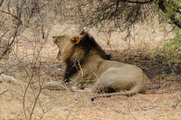 Lion, Panthera leo, Parc national du Kalahari, Afrique du Sud