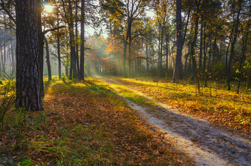 Scenic trail in the autumn forest