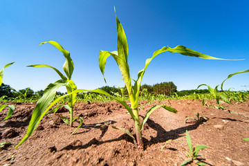 Agricultural field with corn seedlings