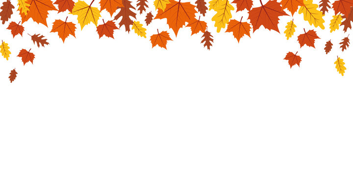 autumn orange and yellow falling leaves on white background vector illustration EPS10