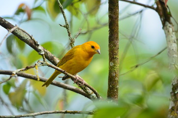 Ave Caquetá