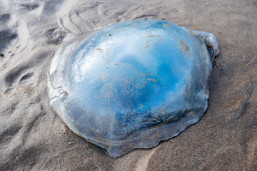 A large blue-tinged jellyfish lies stranded on the beach