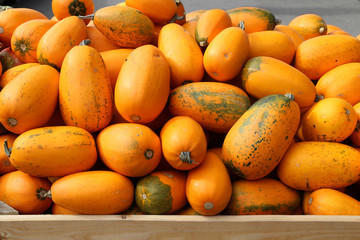 Fresh healthy bio pumpkins on farmer agricultural market at autumn