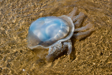 A blue-tinged jellyfish in the shallow waters of the shoreline of the sea
