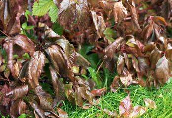withered brown foliage