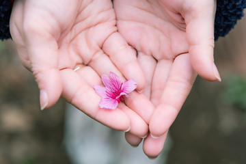 手のひらに置かれた花, 優しさの象徴, 若い女性の手