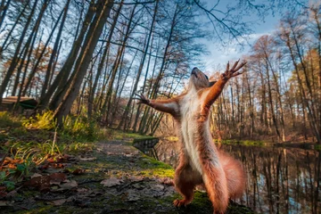  Grappige rode eekhoorn die in het bos staat als Master of the Universe. © Mny-Jhee
