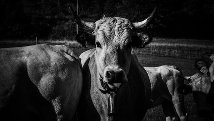 black and white cow portrait