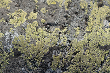 Stone with lichens. Texture of stone and lichen. Background photo with space for text. Swedish, Scandinavian nature.