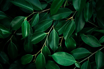 green leaves of a tree