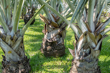 Palm oil tree in tropical garden
