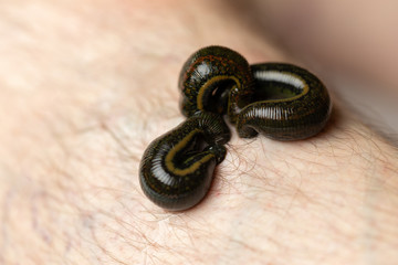 Blutegelbehandlung, Makroaufnahme, medizinische Blutegel