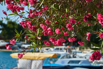 Pink oleander growing in Greece with harbour in the background