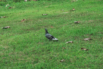 Small bird walking through a field in the park