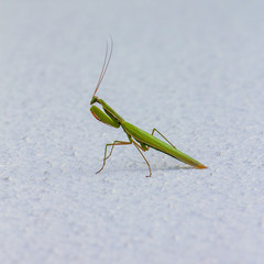 praying mantis on a white background