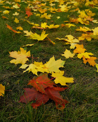 Green lawn covered with autumn yellow and red foliage, selective focus on the foreground