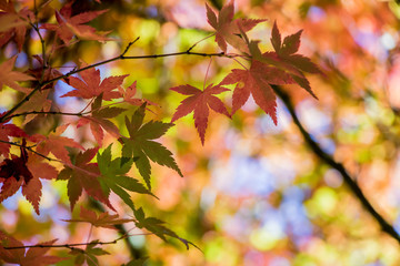 Beautiful autumn scenery at Fushoushan in Taiwan, Asia. The fallen leaves beautiful color picture.