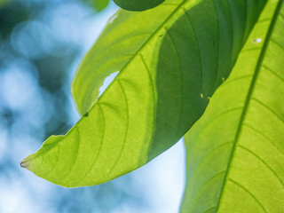 close up of green leaf in the morning.