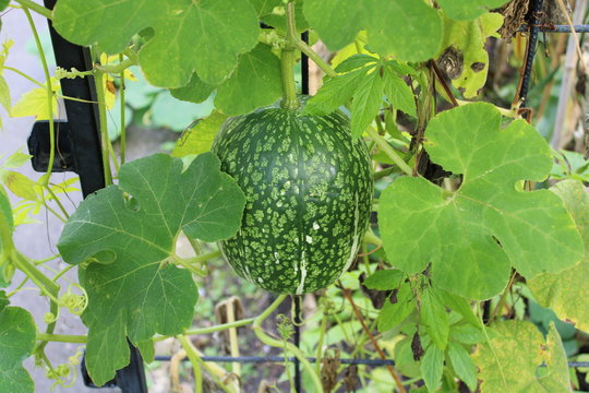 Fig-leaf Gourd, Cucurbita ficifolia fruid