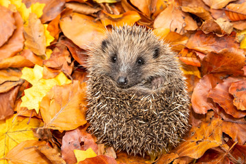 Hedgehog, young, wild, native, European hedgehog in colourful Autumn or Fall leaves.  Curled into a...