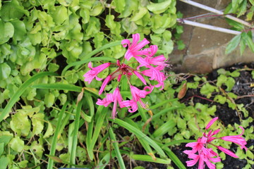 Nerine 'Zeal Giant' pink flowers