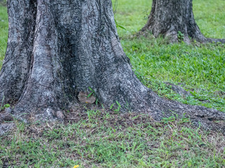 tree roots with grass field in the tropical garden.