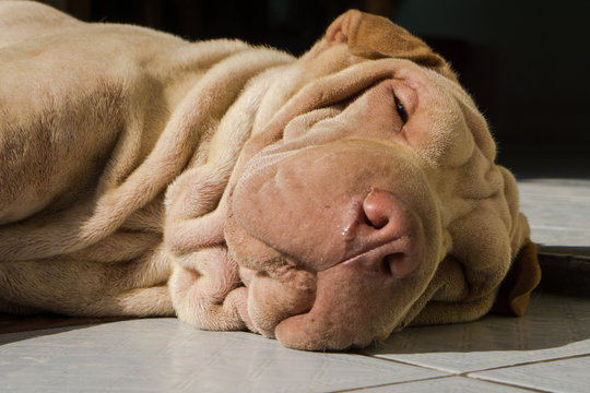 Sleepy Sharpei