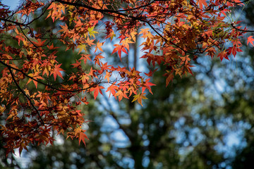 Beautiful autumn scenery at Fushoushan in Taiwan, Asia. The fallen leaves beautiful color picture.