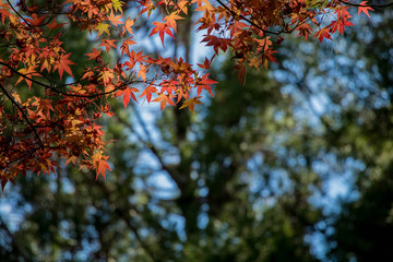 Beautiful autumn scenery at Fushoushan in Taiwan, Asia. The fallen leaves beautiful color picture.