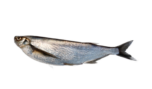 Silver fish on black background. Sabrefish