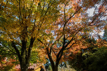 Beautiful autumn scenery at Fushoushan in Taiwan, Asia. The fallen leaves beautiful color picture.