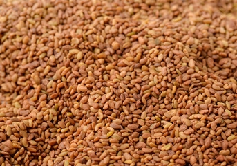 Close up of dried organic alfalfa seeds