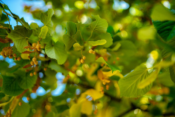 linden leaves on tree