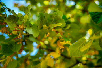 Fototapeta premium linden leaves on tree