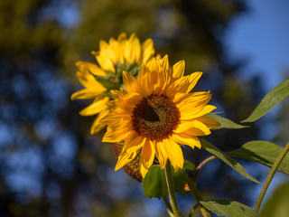 Obraz premium Sunflower natural background, Sunflower blooming, close-up of sunflower