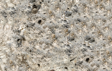 stone gray weathered background gray shells base geology dried sea bottom