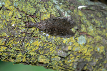With a bokeh effect, the face of this female dobsonfly is the main focus. Those pincers can cause a painful bite.