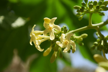 Flower in garden Papaya flower, food flora close up fruit bloom wallpaper background