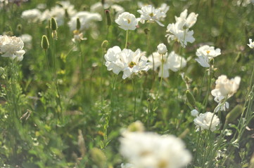 flowers