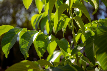 Fototapeta premium green leaves of a tree