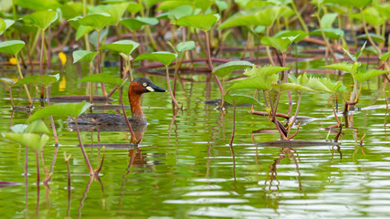 Adult Little Grebe resting in a bush of morning glory
