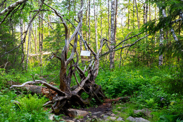 Eco-trail to Zyuratkul ridge on the territory of Zyuratkul national Park. Zyuratkul lake is a high-mountain lake in the southern Ural. Zyuratkul national Park, Chelyabinsk region, Russia.