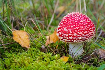 Amanita muscaria, fly agaric or fly amanita, poisonous red and white spotted pine forest mushroom often represented in fairy gardens of with garden gnomes, among the grass and moss, close up
