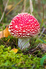 Amanita muscaria, fly agaric or fly amanita, poisonous red and white spotted pine forest mushroom often represented in fairy gardens of with garden gnomes, among the grass and moss, close up