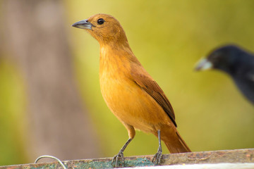 The black piper is a Passeriform in the family Thraupidae.