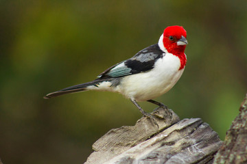 Galo de campina ou Cardeal. The Northeastern Cardinal (scientific name: Paroaria Dominicana), also known as the Meadow Cockerel
