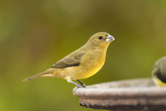 Papa-capim (Sporophila nigricollis) - Fêmea jovem, Local da…