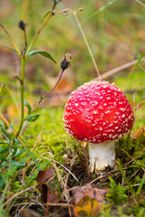 Amanita muscaria, fly agaric or fly amanita, poisonous red and white spotted pine forest mushroom often represented in fairy gardens of with garden gnomes, among the grass and moss, close up