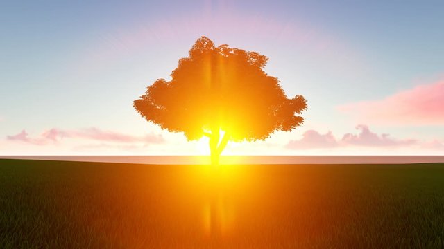 Lone tree in morning, evening sunlight seamless footage. Beautiful landscape with lush wood in field looped animation. Loneliness concept. Meadow scenery at sunset, sunrise realistic video
