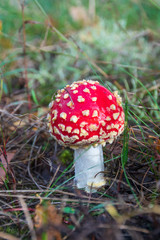 Amanita muscaria, fly agaric or fly amanita, poisonous red and white spotted pine forest mushroom often represented in fairy gardens of with garden gnomes, among the grass and moss, close up
